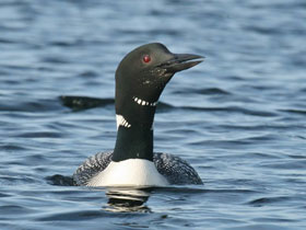 Полярная гагара