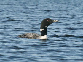 Смотреть фото Полярная гагара Фото Полярная гагара