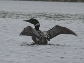 Полярная гагара