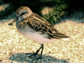 Кулик-лопатень