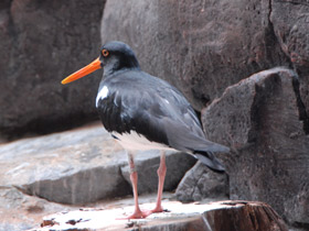 Фото Кулик-сорока