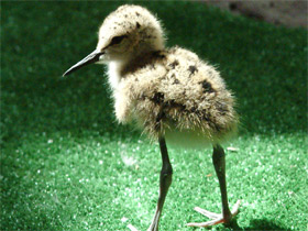 Ходулочник