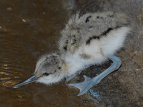 Фото Шилоклювка