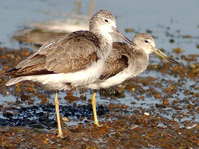 Фото Охотский улит