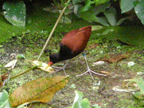 Фото Сережчатая якана