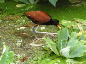 Фото Сережчатая якана