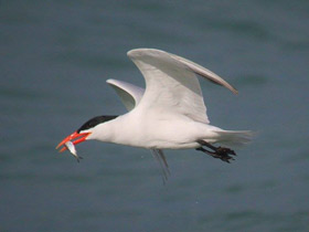Смотреть фото Чеграва Фото Чеграва