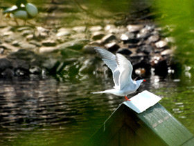 Смотреть фото Речная крачка Фото Речная крачка