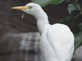 Фото Египетская цапля