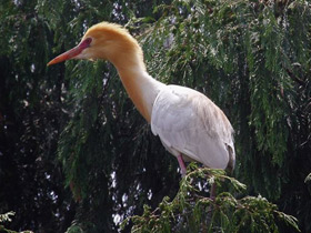 Фото Египетская цапля