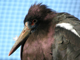 Дождевой аист