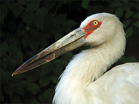 Фото Американский аист