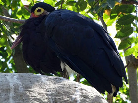 Фото Малайский шерстистошейный аист