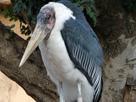 Африканский марабу