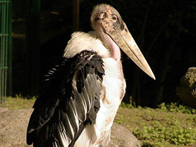 Фото Африканский марабу