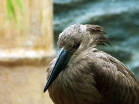 Фото Молотоглав