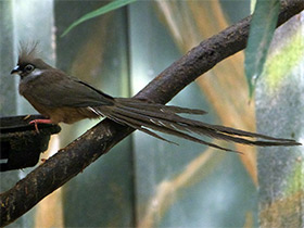 Смотреть фото Птицы-мыши Фото Птицы-мыши