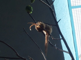 Смотреть фото Птицы-мыши Фото Птицы-мыши