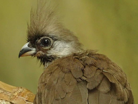 Смотреть фото Птицы-мыши Фото Птицы-мыши
