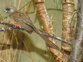 Смотреть фото Птицы-мыши Фото Птицы-мыши