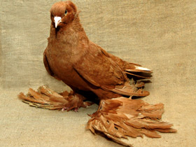 Домашние голуби