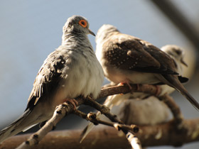 Смотреть фото Бриллиантовая горлица Фото Бриллиантовая горлица