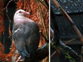 Смотреть фото Розовый голубь Фото Розовый голубь