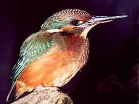 Обыкновенный зимородок