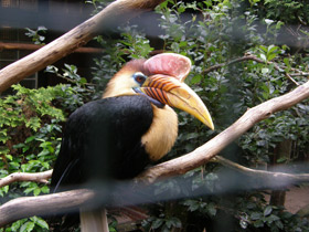 Фото Сулавесский калао