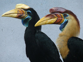 Сулавесский калао