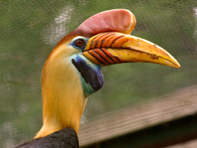 Фото Птицы-носороги: добровольно замурованные