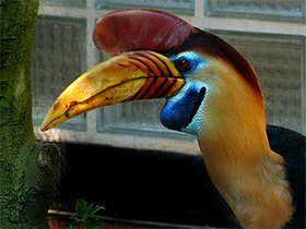 Фото Сулавесский калао