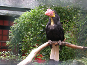 Смотреть фото Минданаоский морщинистый калао Фото Минданаоский морщинистый калао