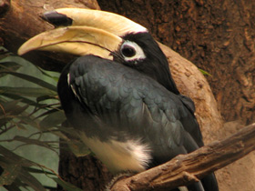 Птицы-носороги: добровольно замурованные