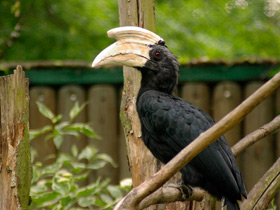 Фото Птицы-носороги: добровольно замурованные