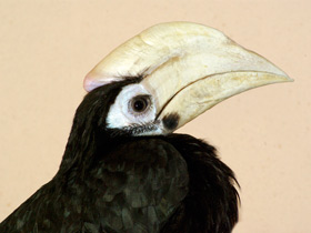 Фото Птицы-носороги: добровольно замурованные