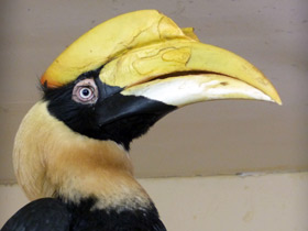 Двурогий калао