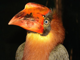 Огненный гомрай