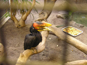 Смотреть фото Малайский гомрай Фото Малайский гомрай