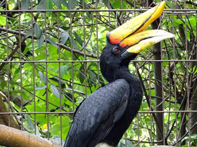 Смотреть фото Малайский гомрай Фото Малайский гомрай