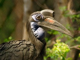 Абиссинский рогатый ворон