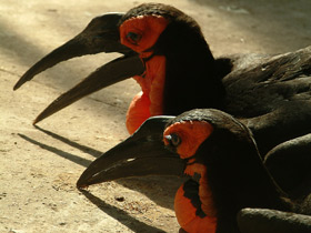 Кафрский рогатый ворон