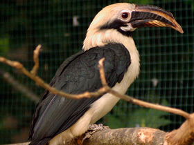 Фото Птицы-носороги: добровольно замурованные