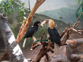 Фото Птицы-носороги: добровольно замурованные