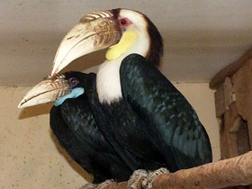 Фото Птицы-носороги: добровольно замурованные