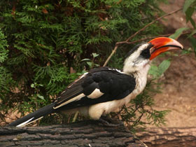 Фото Птицы-носороги: добровольно замурованные