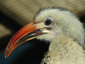 Красноклювый ток