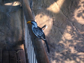 Смотреть фото Желтоклювый ток Фото Желтоклювый ток