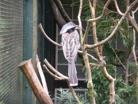 Смотреть фото Серый токо Фото Серый токо