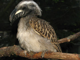 Фото Птицы-носороги: добровольно замурованные